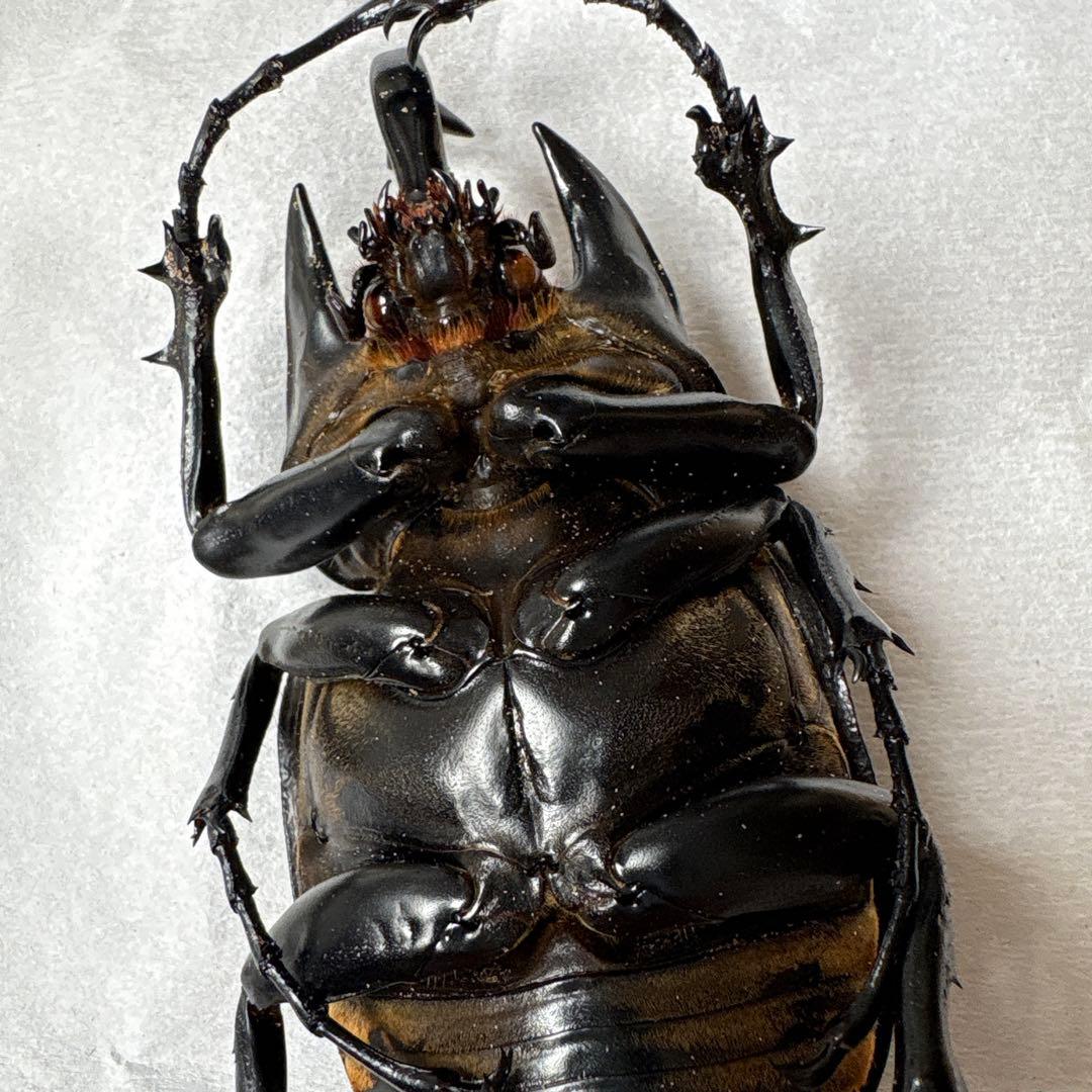 カブトムシ 標本セット 5匹