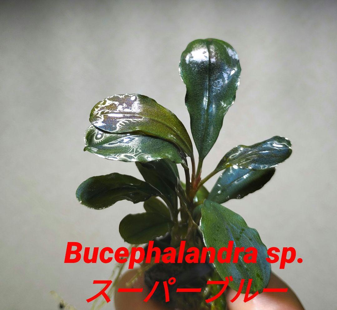ブセファランドラ・Bucephalandra希少種群生美株セット１セット限定出品