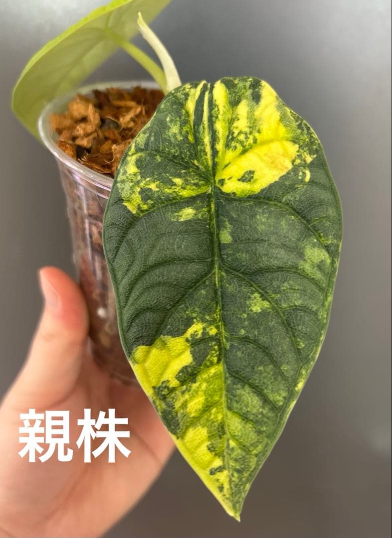 【芋】 アロカシア　メロ　オーレア　斑入り