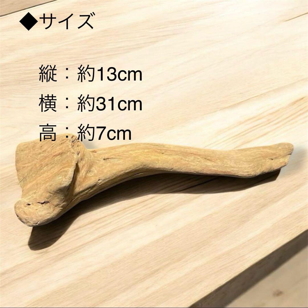 水槽 大きい流木 5点セット⚫︎アクアリウム イモリウム 天然流木 レイアウト