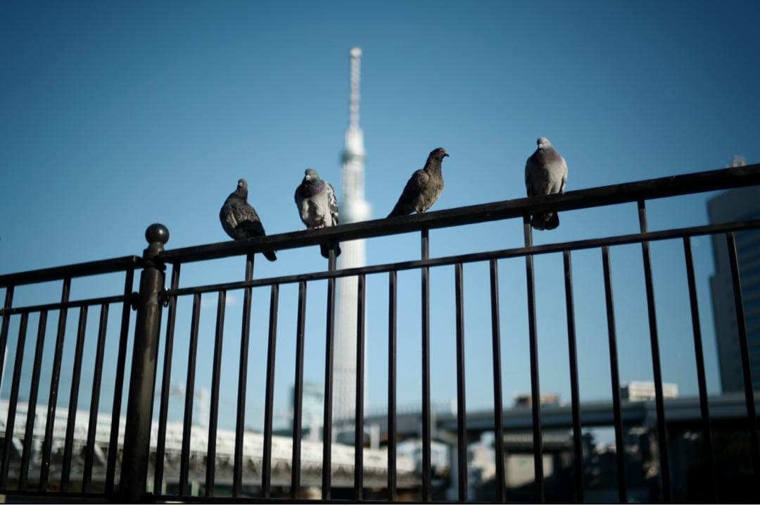 フォクトレンダー NOKTON 35mm F1.2 Aspherical VM
