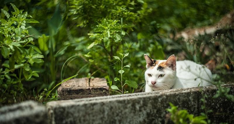 26 　美品　ぐるぐるボケレンズ　ヘリオス　44-2
