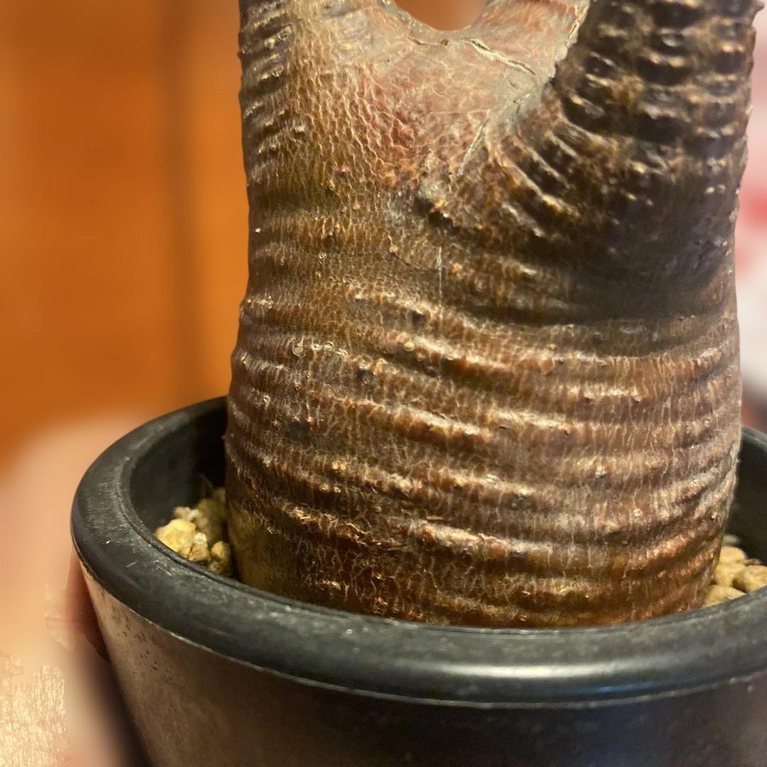 グラキリス 発根管理中 現地球