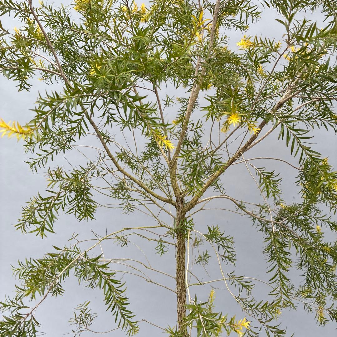 メラレウカ　レボリューションゴールド