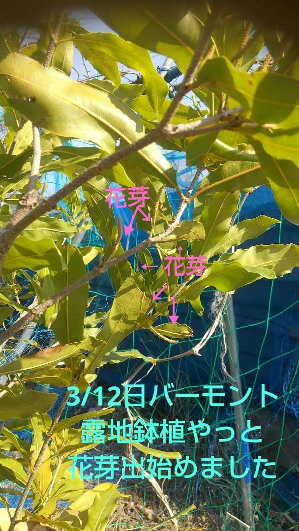 【マカダミアナッツ取り木】 ☀限定特別販売ご案内 バーモント、バーディック