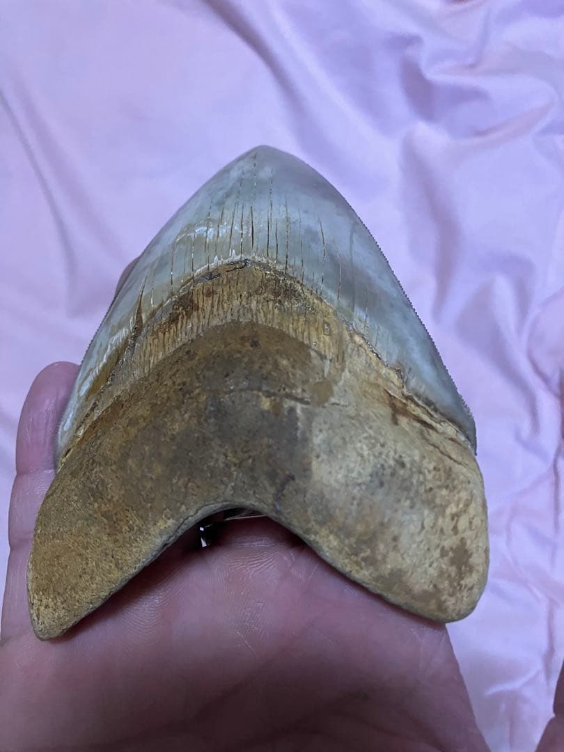 メガロドン　歯　化石