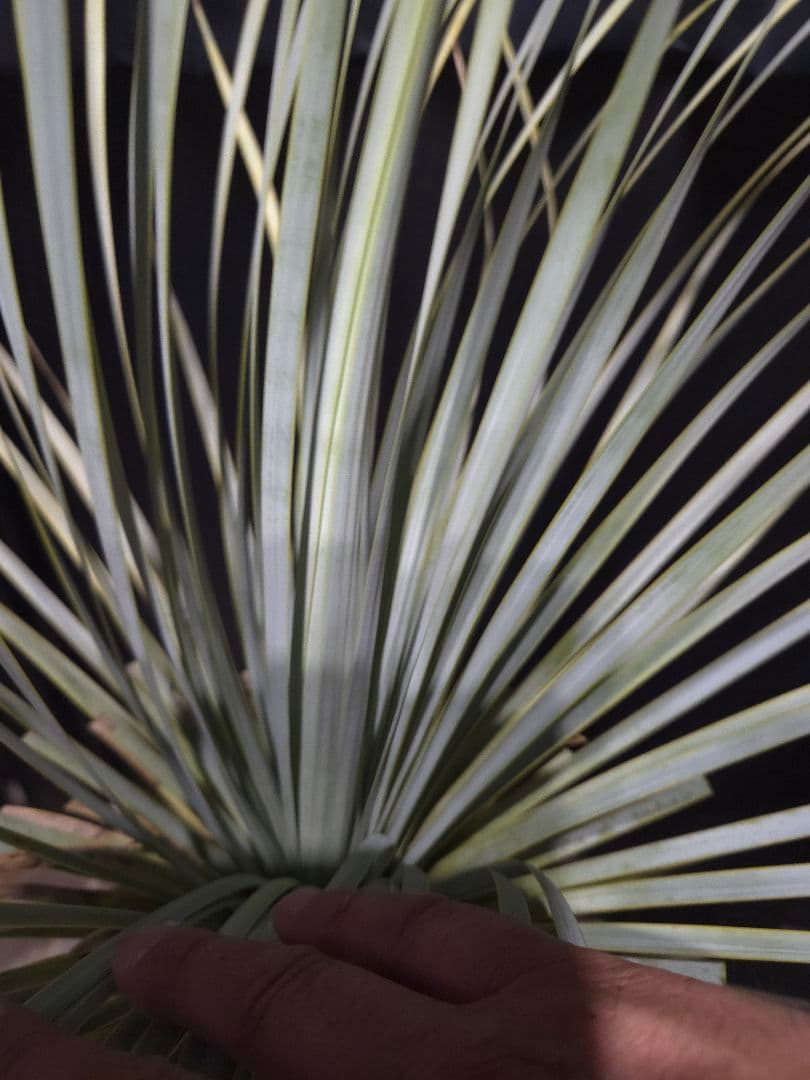 専用出品 特割 ユッカロストラータ 太株 (き)