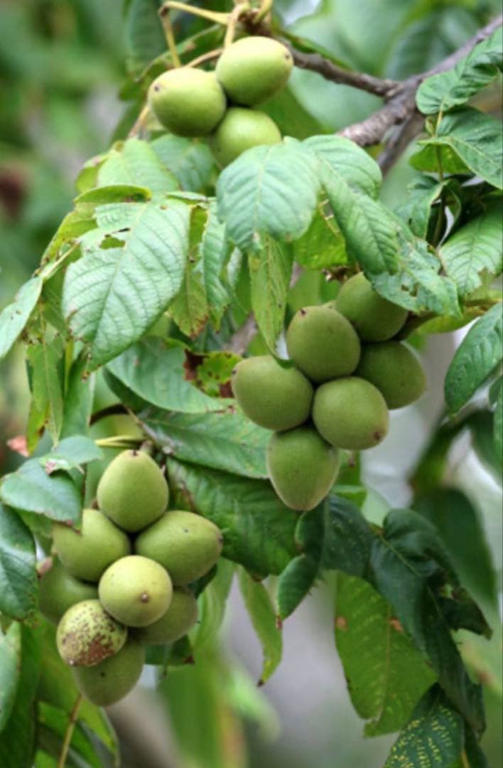 北の蝦夷　鬼胡桃　1メートル30 大小セット