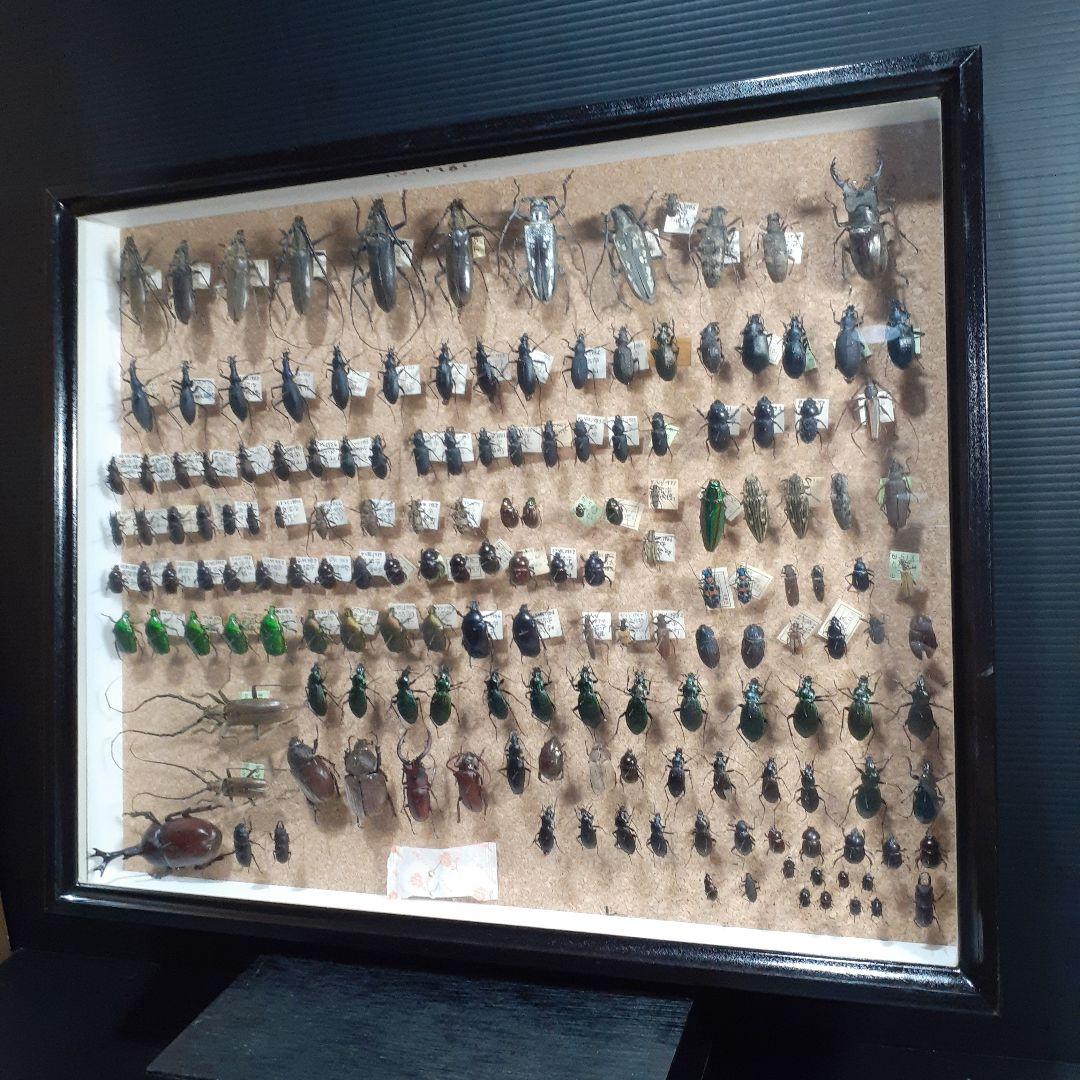 甲虫標本　カミキリムシ、オサムシほか66頭。大型ドイツ標本箱入り