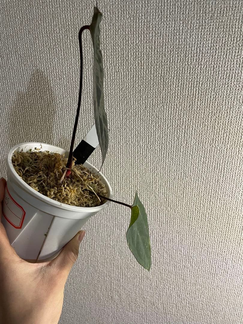 Anthurium Ace of Spades脇芽