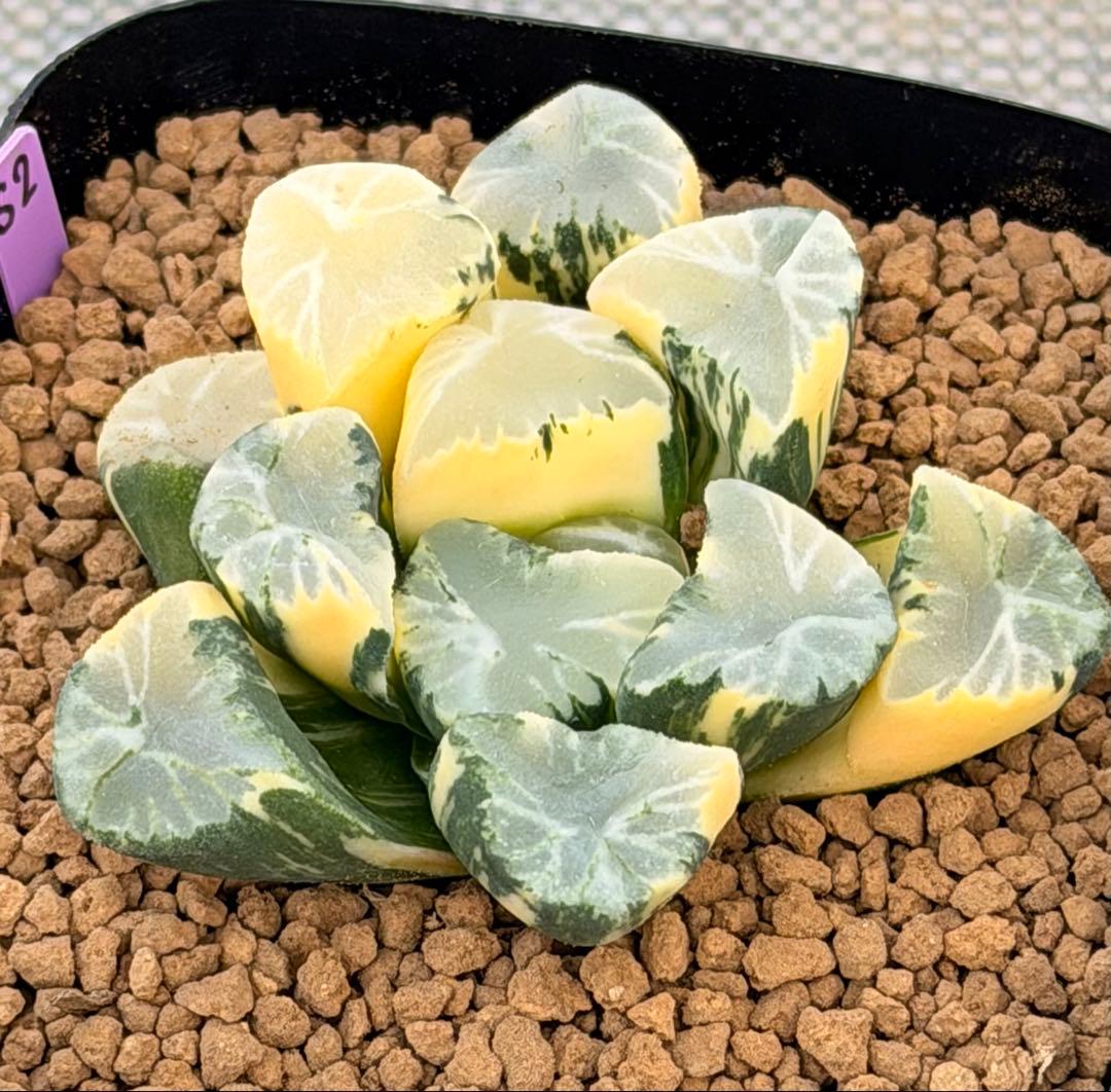 ハオルチア　万象錦　覇王　極上斑