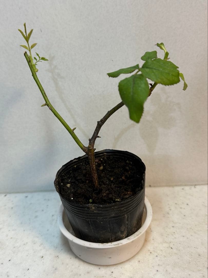 ピンクのバラの苗 上品で芳香