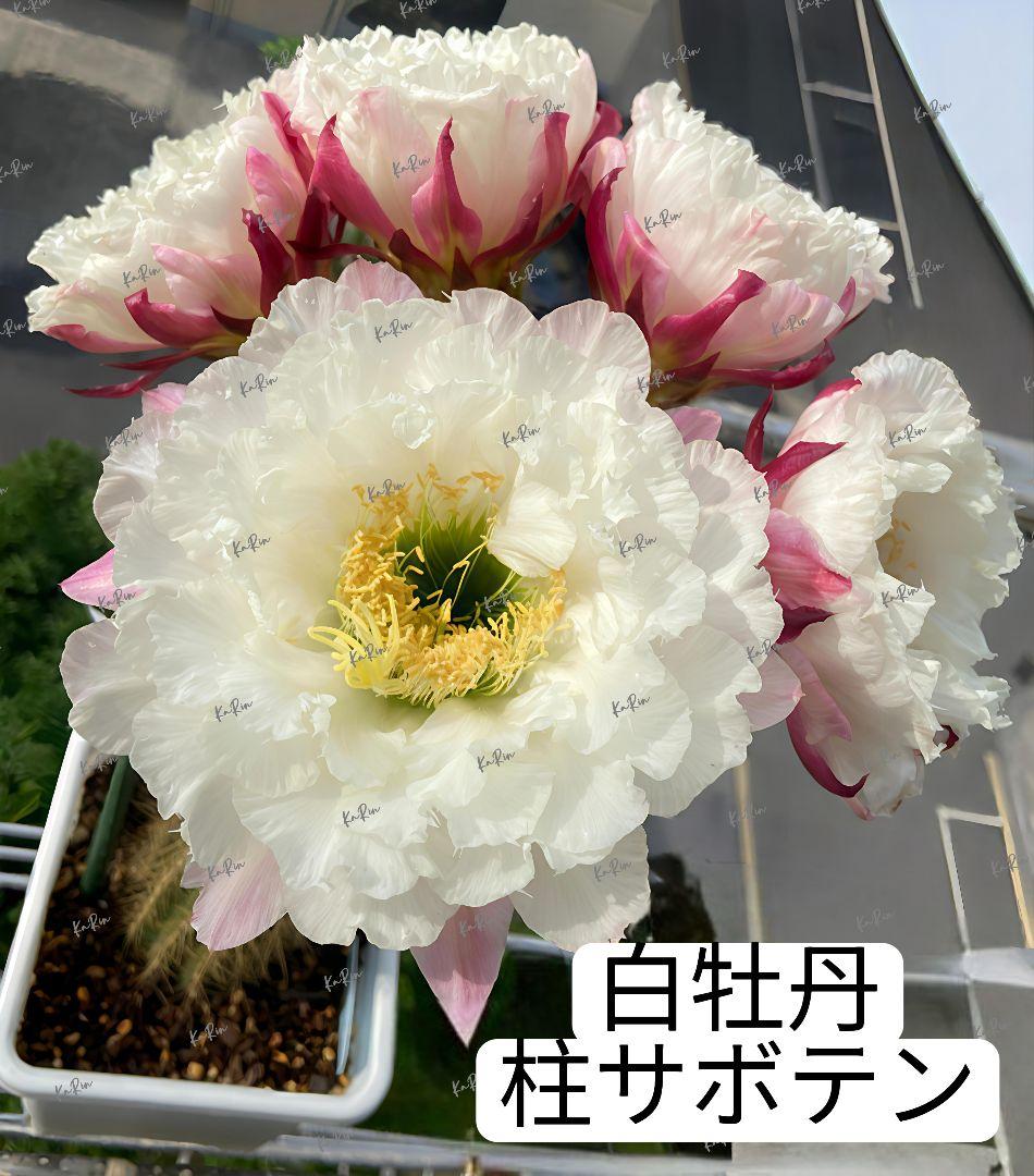 1-保護猫ファミリー商品　花サボテン