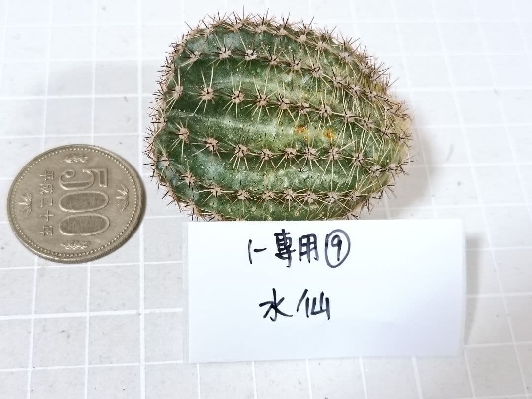 1-保護猫ファミリー商品　花サボテン