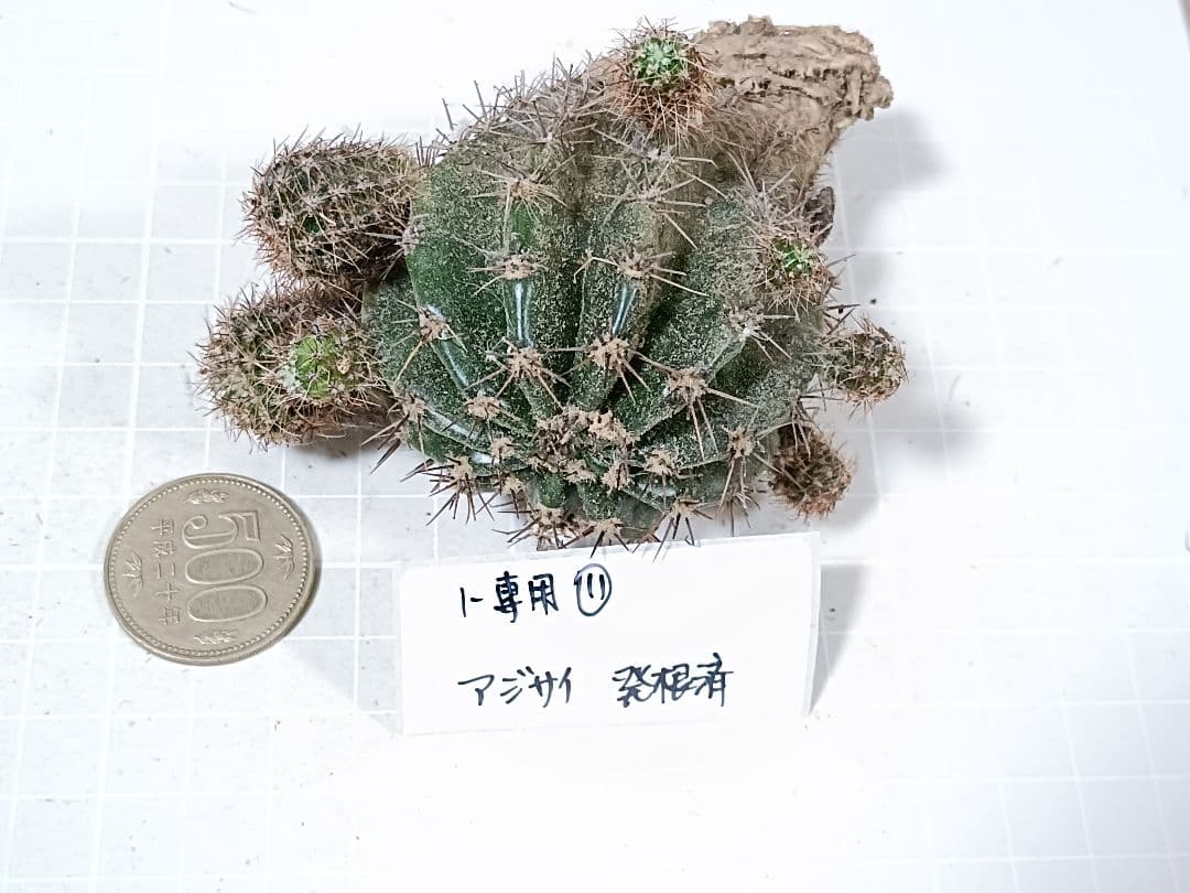 1-保護猫ファミリー商品　花サボテン