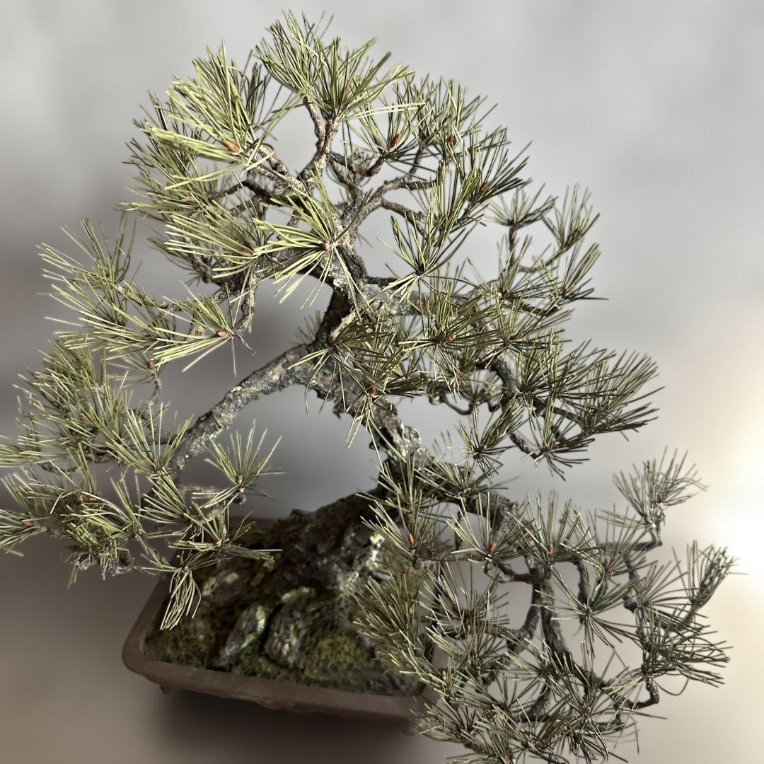 瞬間的お値下げ‼️素敵すぎるフェイク盆栽‼️自然形状の盆栽 四角形鉢