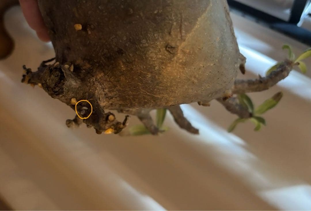 【発根済み】パキポディウム　グラキリス　大株