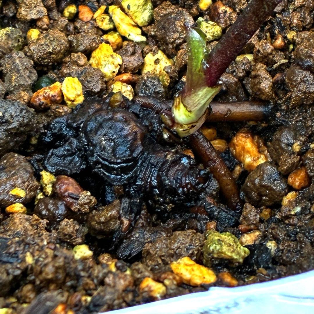 や*ぺ様 3535☘️超レア☘️タグ付き☘️⭐️TINKERBELL HYB⭐️