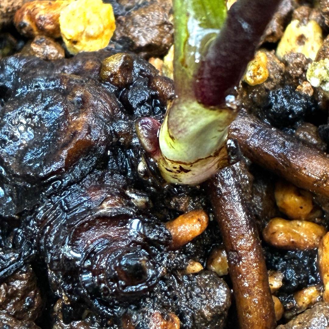 や*ぺ様 3535☘️超レア☘️タグ付き☘️⭐️TINKERBELL HYB⭐️