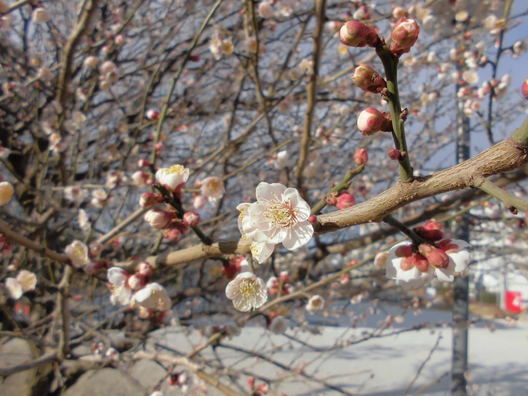 実写美⭕️美品【動作確認済】CASIO EXILIM EX-ZS25 デジカメ