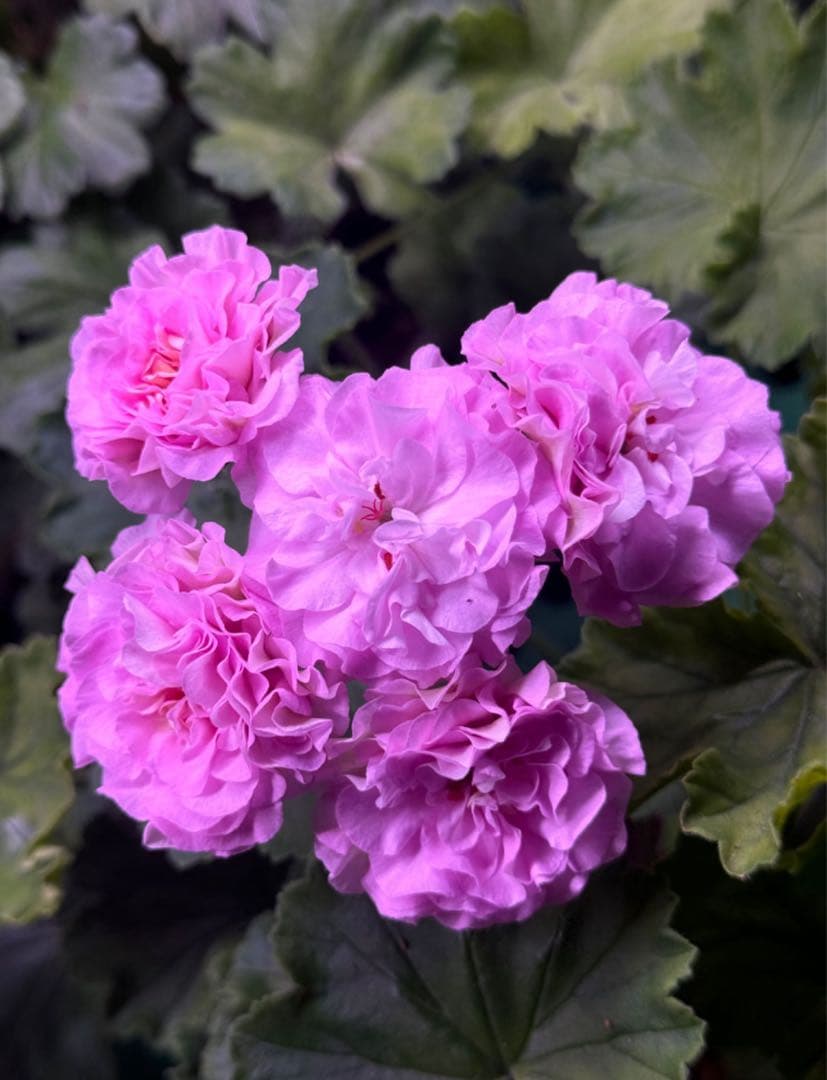 超レア新品珍しいゼラニウム苗