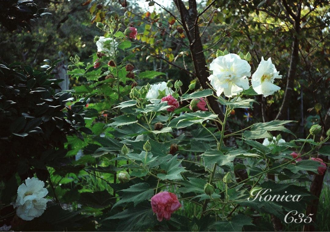 ★希少・完動品★konica c35★本革外装＊美品＊初期保証★入門に！