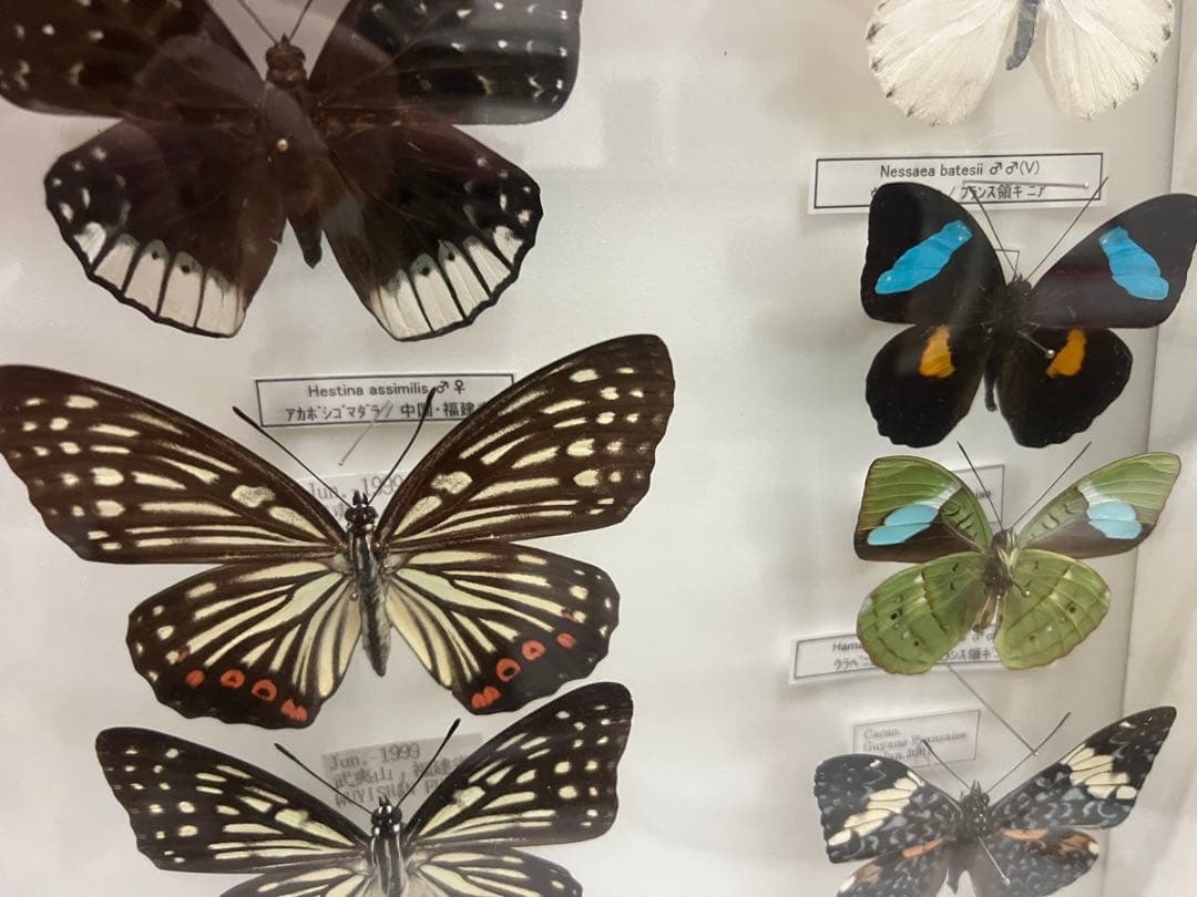 蝶　標本