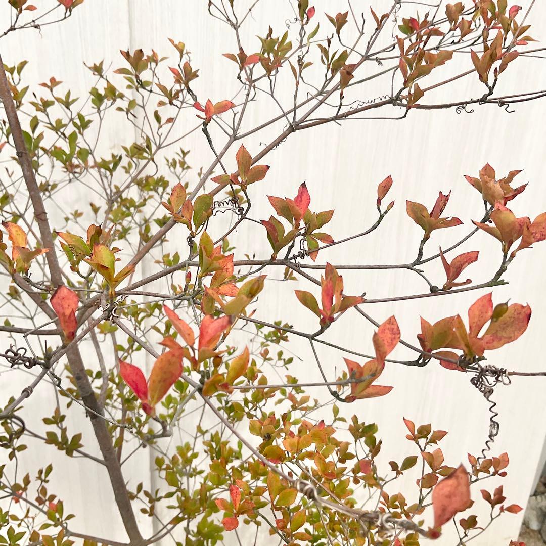 山採りドウダンツツジ　白　/ 793