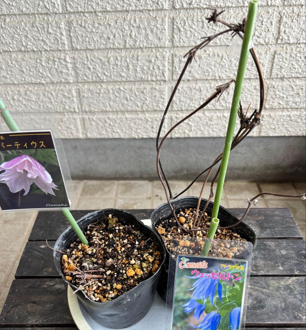 クレマチス　マクロペタラウェッセルトン　苗　プロペルティウス　‼️超レア品種‼️