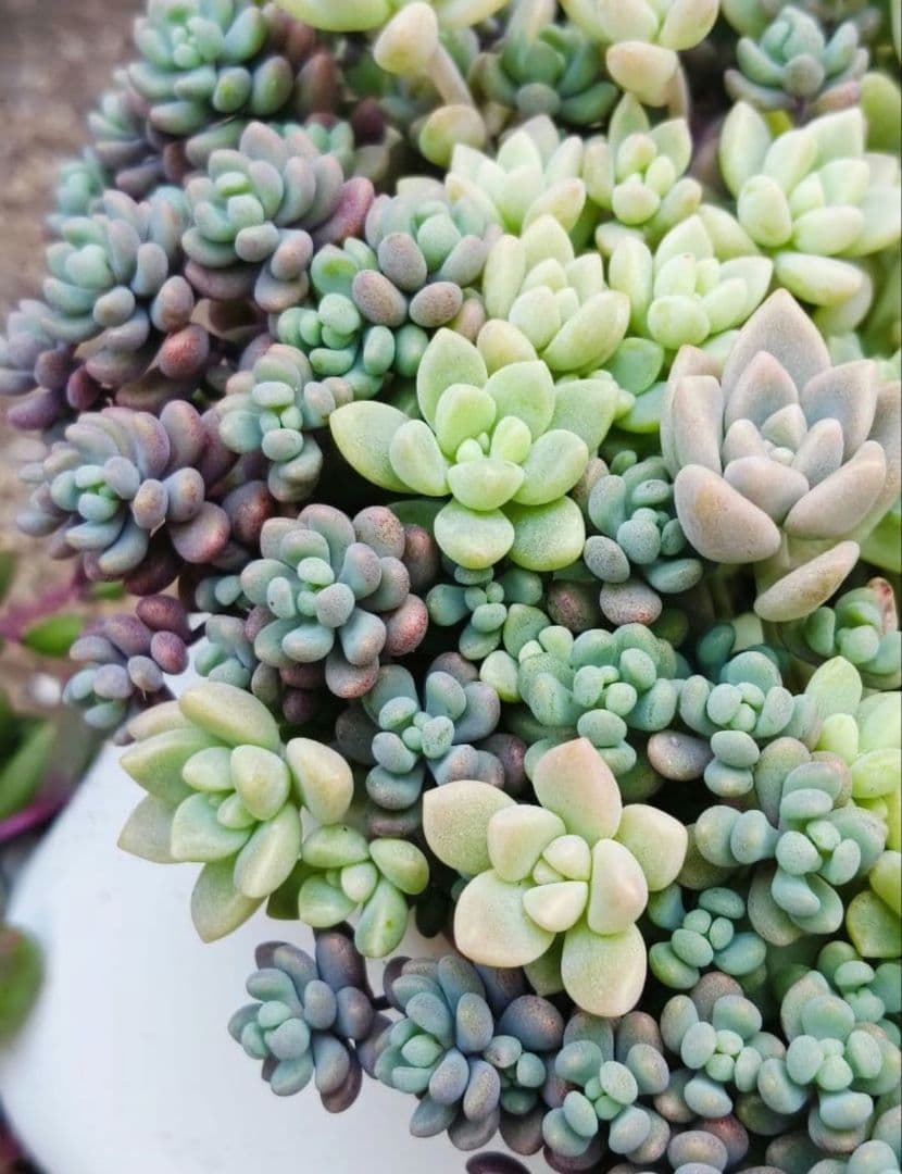 多肉植物　セダム　姫秋麗×プロリフィカ8カット&パープルヘイズ20カット