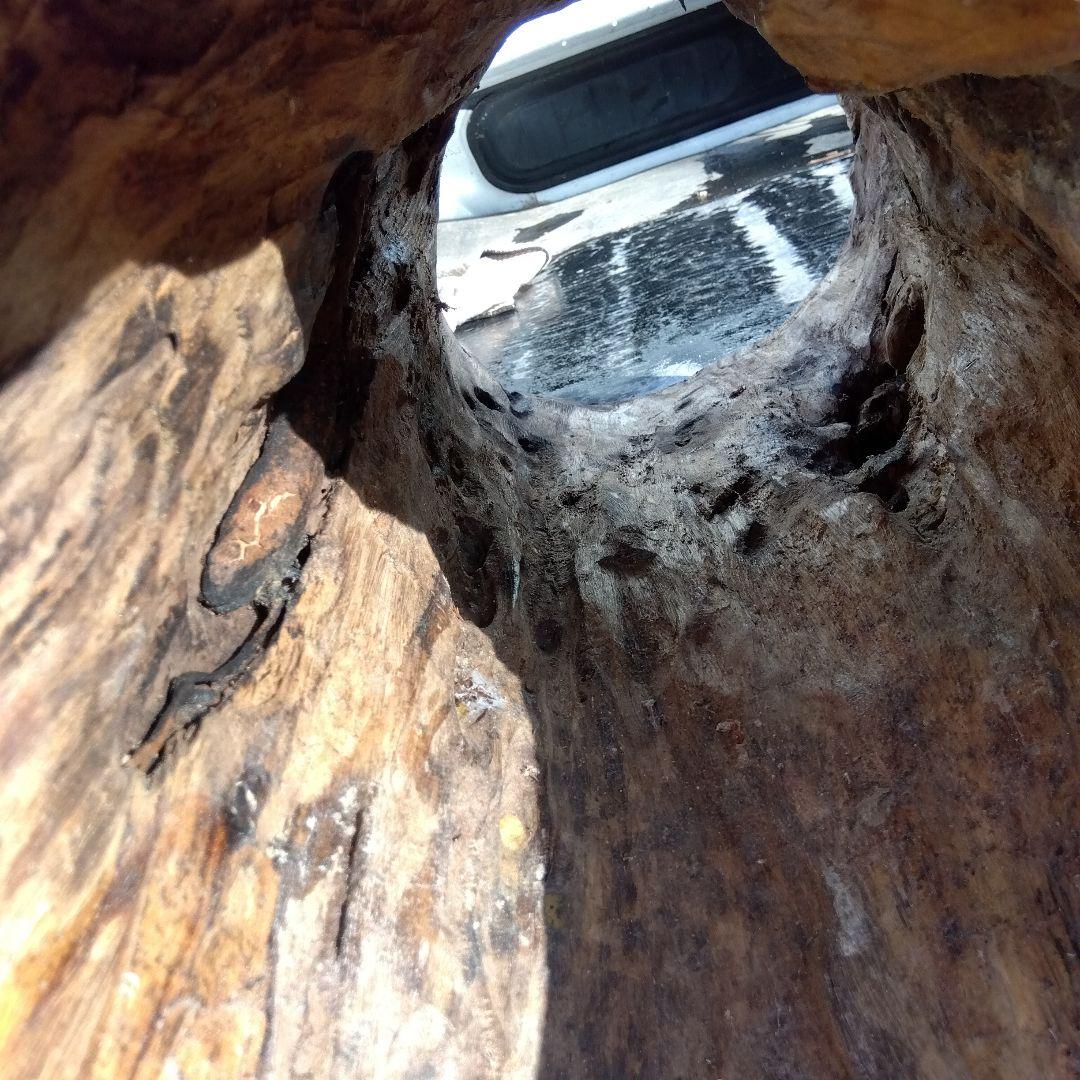 自然な木目の丸太 樹洞 丸洞 桐老木 昆虫飼育箱