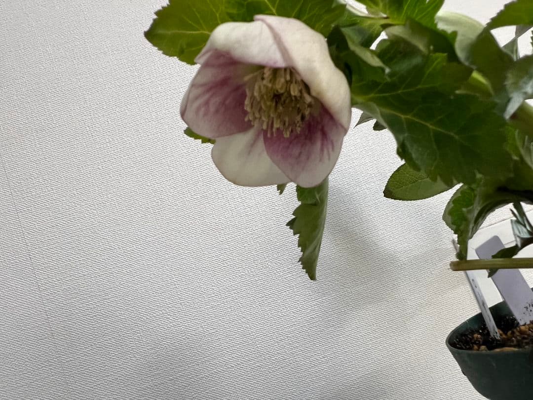 ま*い様 クリスマスローズ　パステリッシュストレイン　デュメ系　カップ咲き