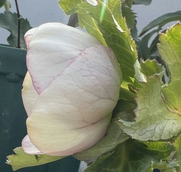 ま*い様 クリスマスローズ　パステリッシュストレイン　デュメ系　カップ咲き