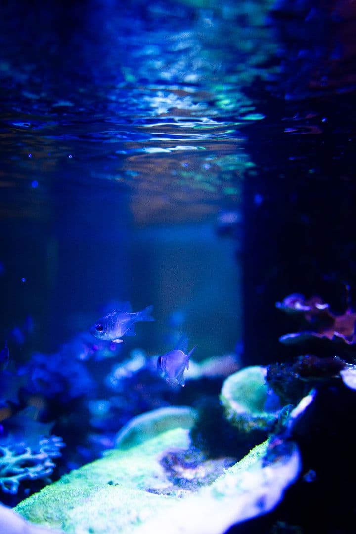 キヤノン RF35mm F1.8 MACRO IS STM