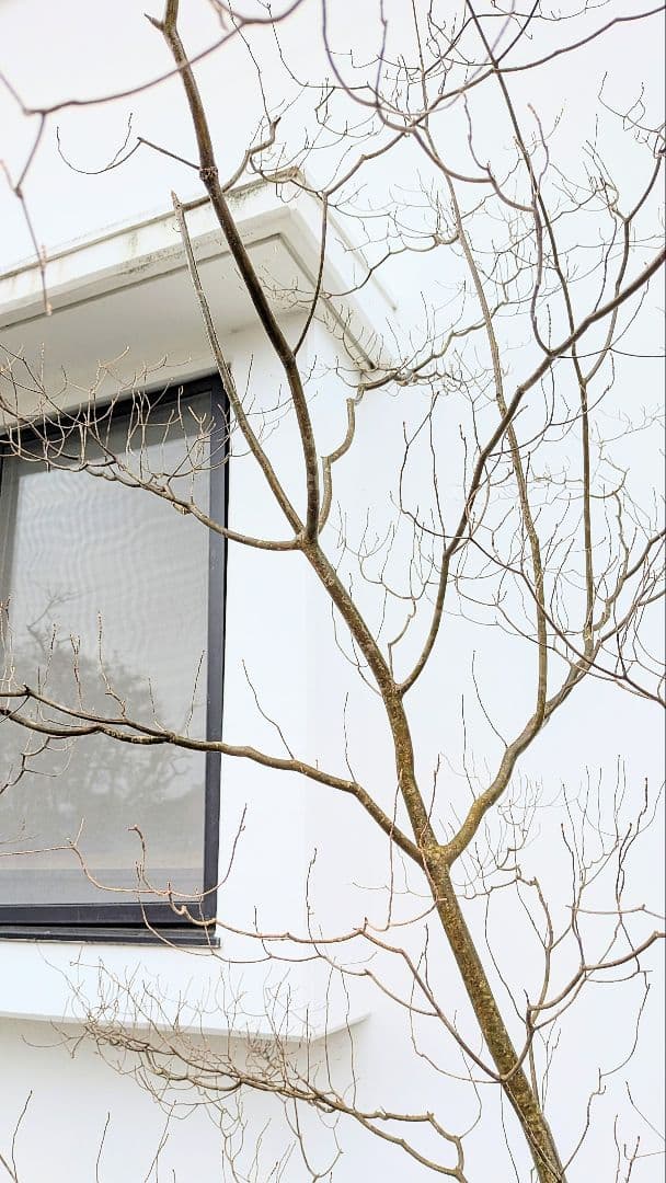 降臨。山採りドウダンツツジ。