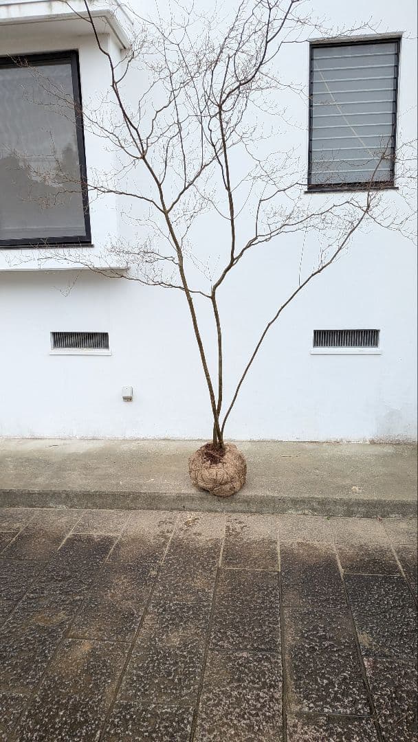 降臨。山採りドウダンツツジ。