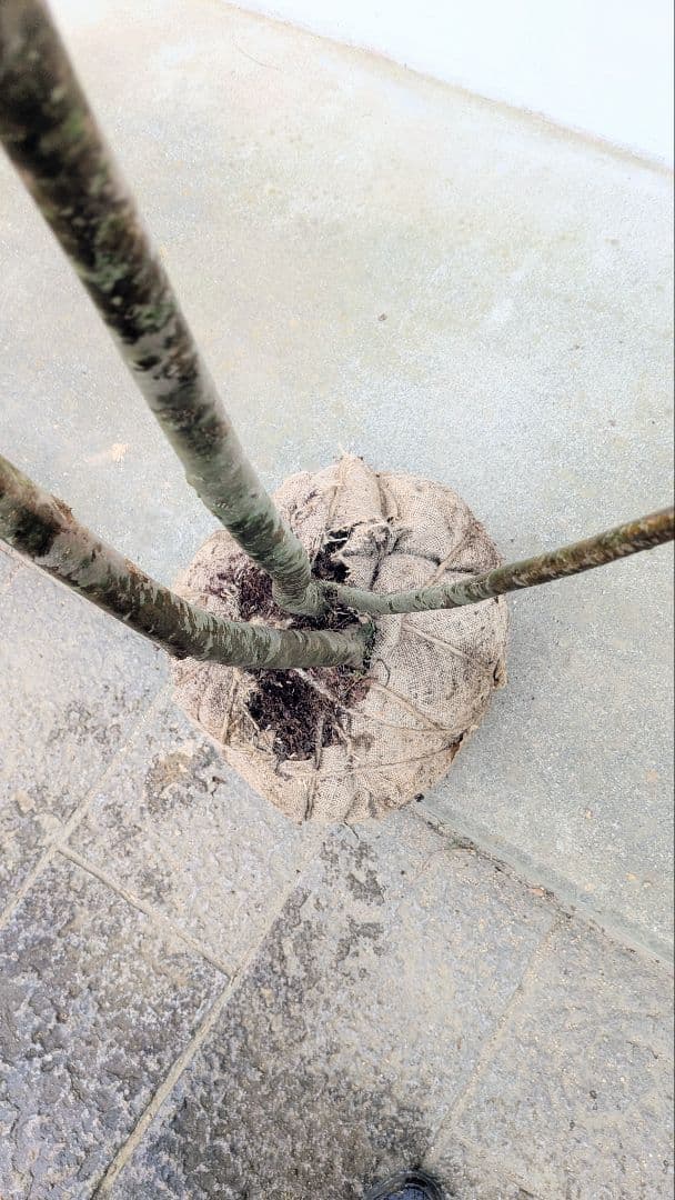 降臨。山採りドウダンツツジ。