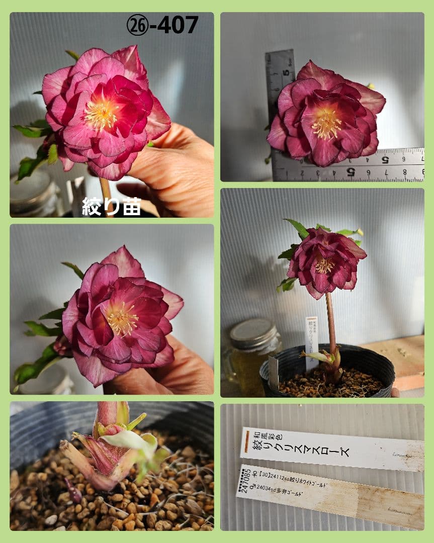 ぴくしー様ご購入苗✿㉖-29✿㉖-48㉖-407クリスマスローズ