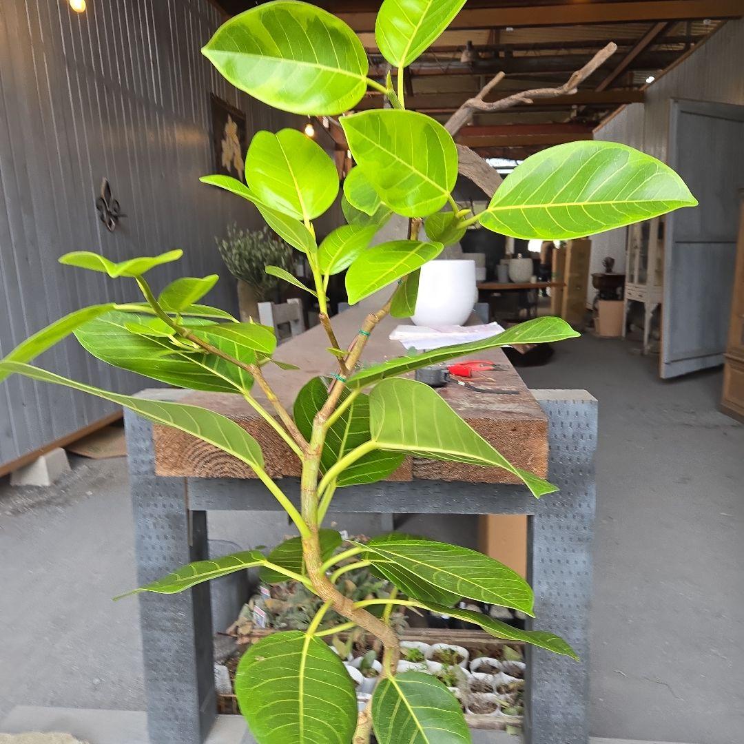 ③　フィカス　アルテシマ　8号　曲がり仕立て　特大苗木最高等級極上品‼️
