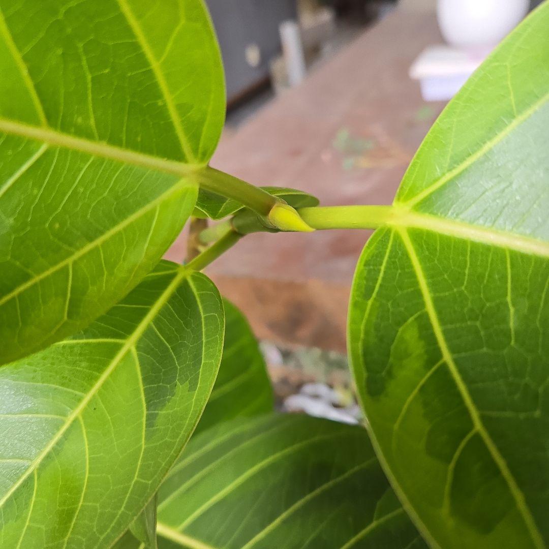 ③　フィカス　アルテシマ　8号　曲がり仕立て　特大苗木最高等級極上品‼️