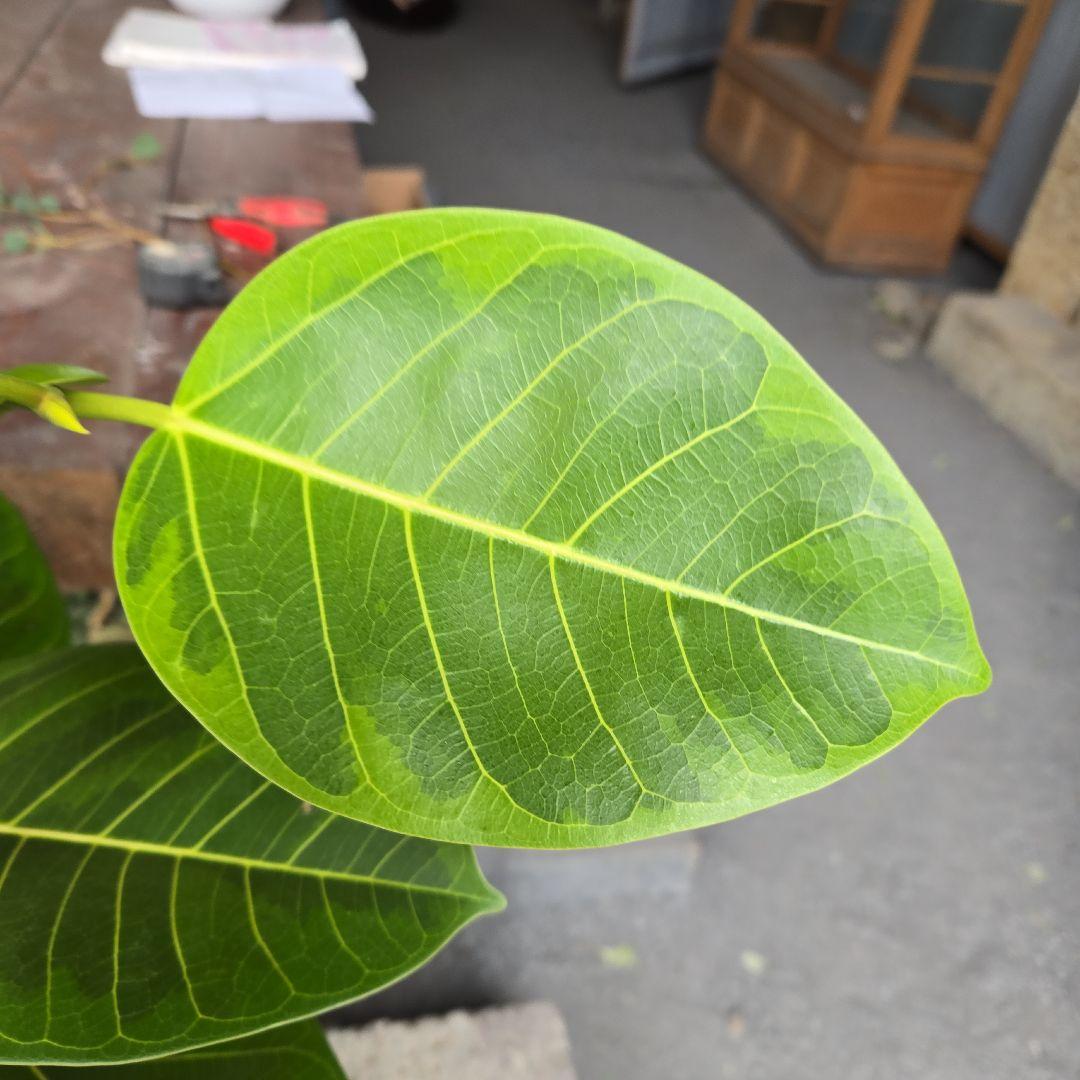 ③　フィカス　アルテシマ　8号　曲がり仕立て　特大苗木最高等級極上品‼️