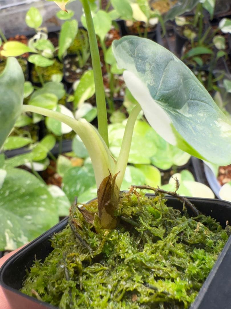 り*く様 希少 アロカシア シルバードラゴン アルボ