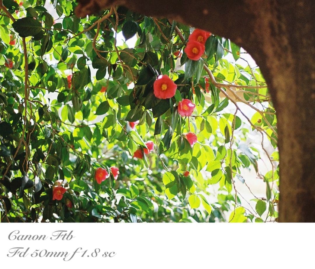 ★完動＊美品＊整備済＊初期保証★canon ftb★作例多数