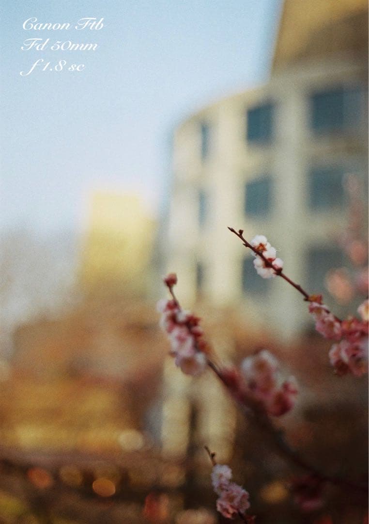 ★完動＊美品＊整備済＊初期保証★canon ftb★作例多数