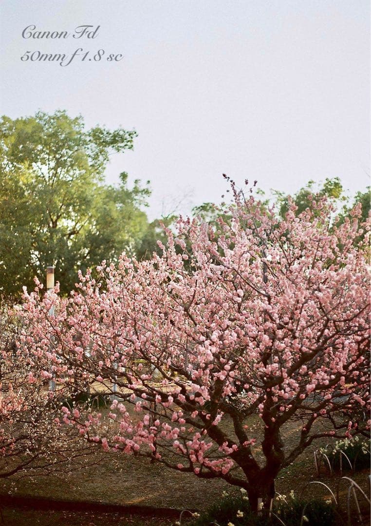 ★完動＊美品＊整備済＊初期保証★canon ftb★作例多数