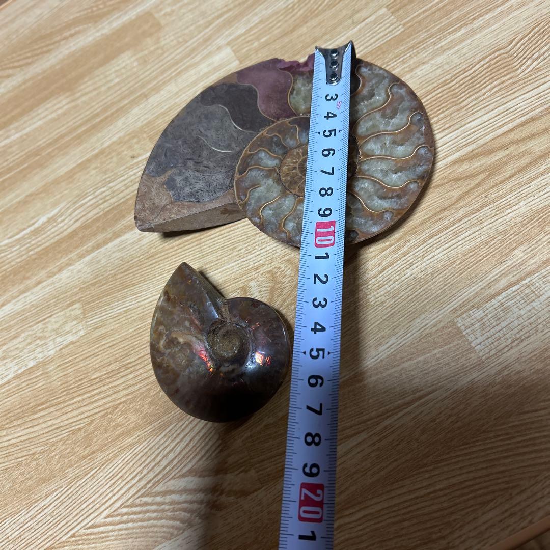 2点　化石　アンモナイト