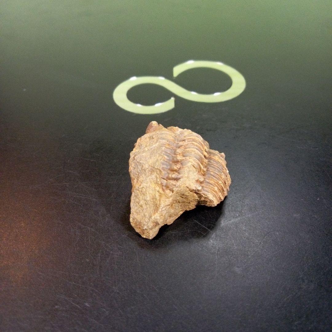 三葉虫　化石　fossil　ボリビア産　trilobite　三葉虫判別④