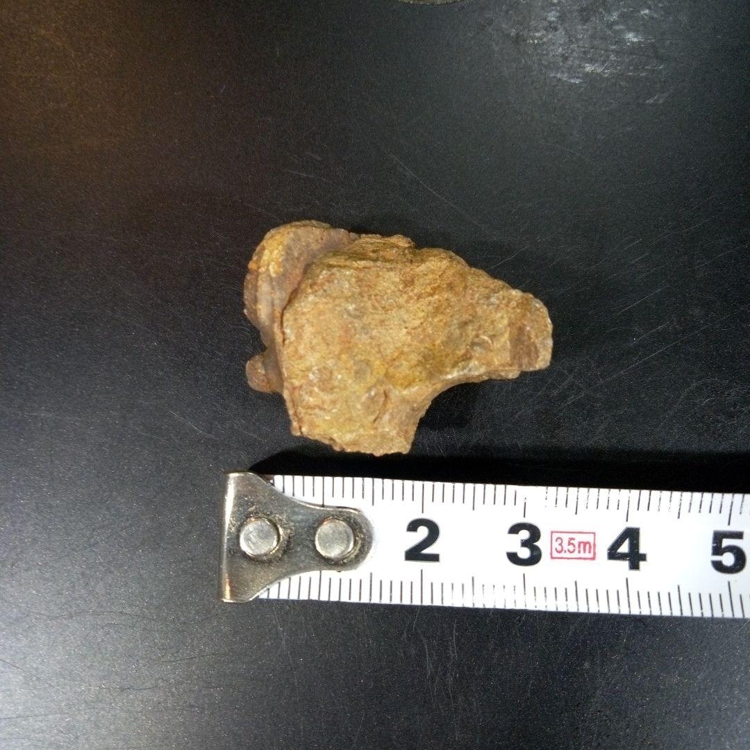 三葉虫　化石　fossil　ボリビア産　trilobite　三葉虫判別④