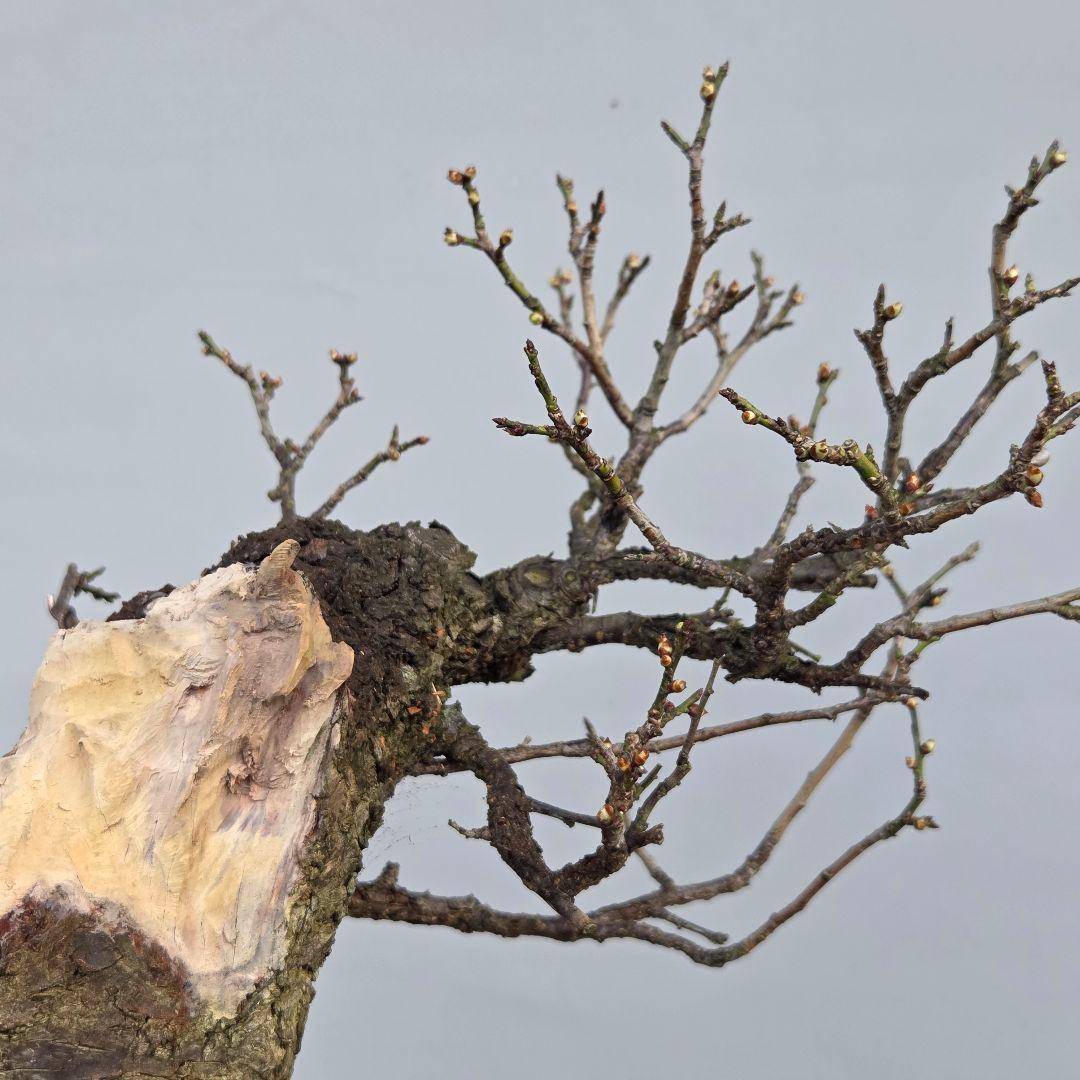 野梅　[舎利幹舎木]　　梅/中品盆栽