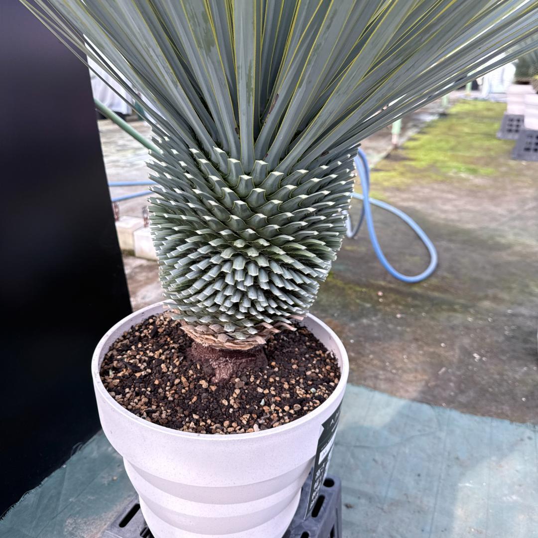 【AL-F1161】ユッカ　ロストラータ　超美形　極太　強シルバー個体